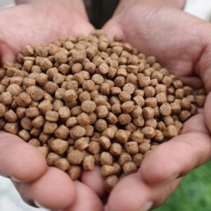 boilies - pellets